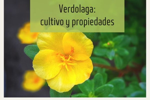 Verdolaga Cultivo Y Propiedades