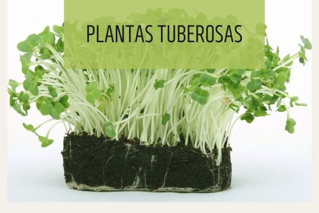 Plantas con raíces tuberosas