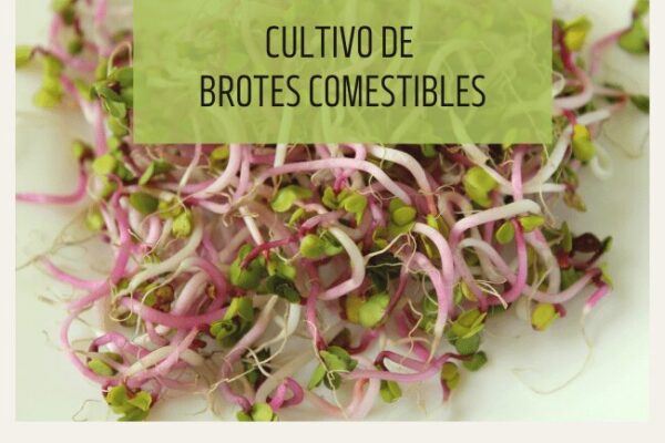 Cómo Cultivar Brotes Comestibles De Manera Fácil Y Rápida