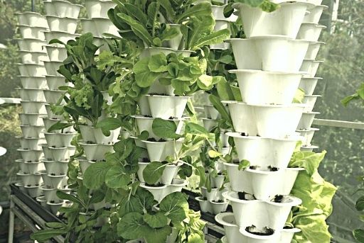 Cultivo en recipientes verticales