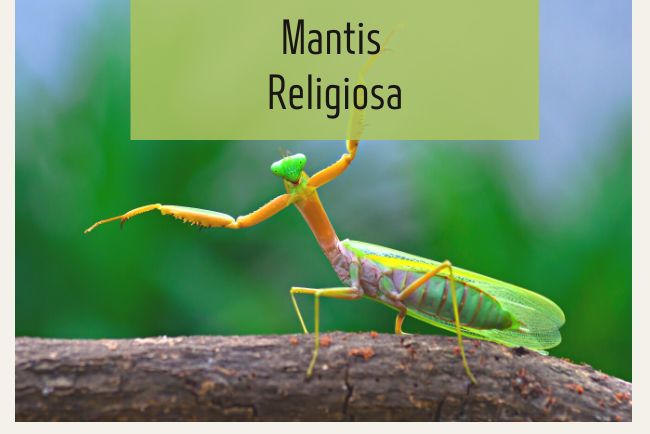 Mantis religiosa: explorando al bicho Santa Teresa o Campamocha