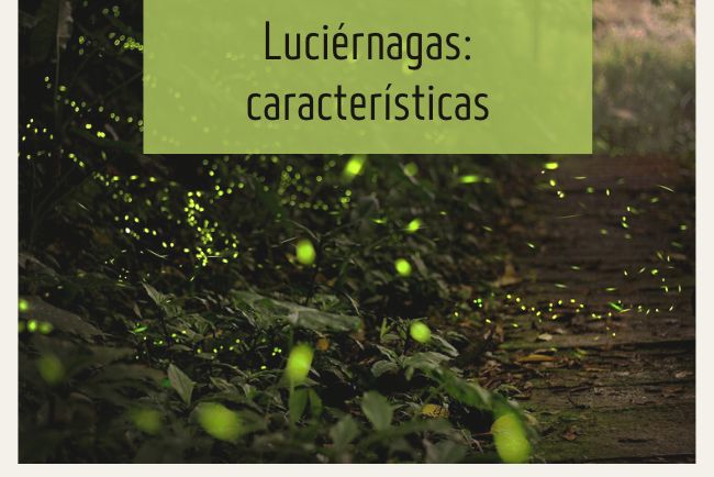 Luciérnaga: explorando sus características y comportamiento