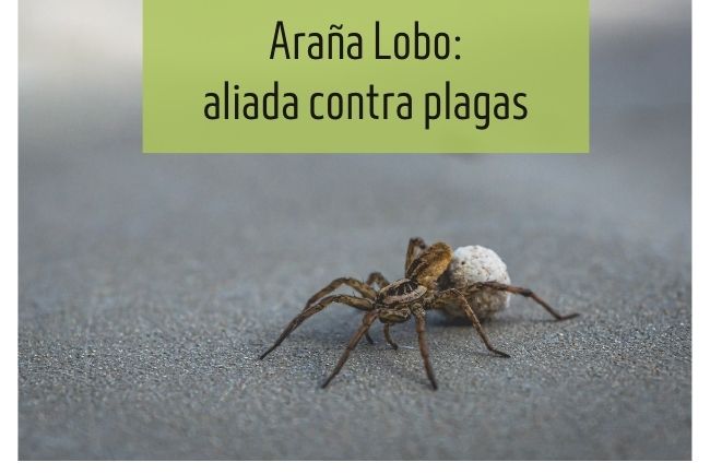 Araña Lobo: aliada hábil en la lucha contra plagas