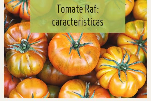 tomate-raf-caracter-sticas-y-cultivo