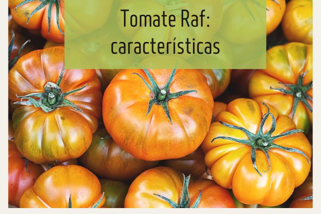 Tomate raf o tomate pata negra: temporada y características